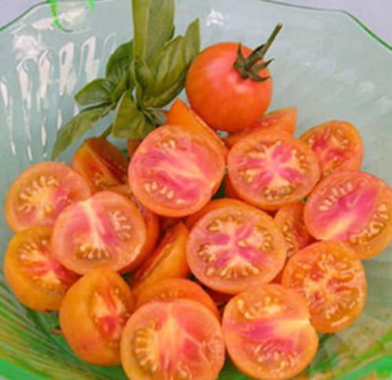 TOMATO Cherry ISIS CANDY 100 seeds Etsy