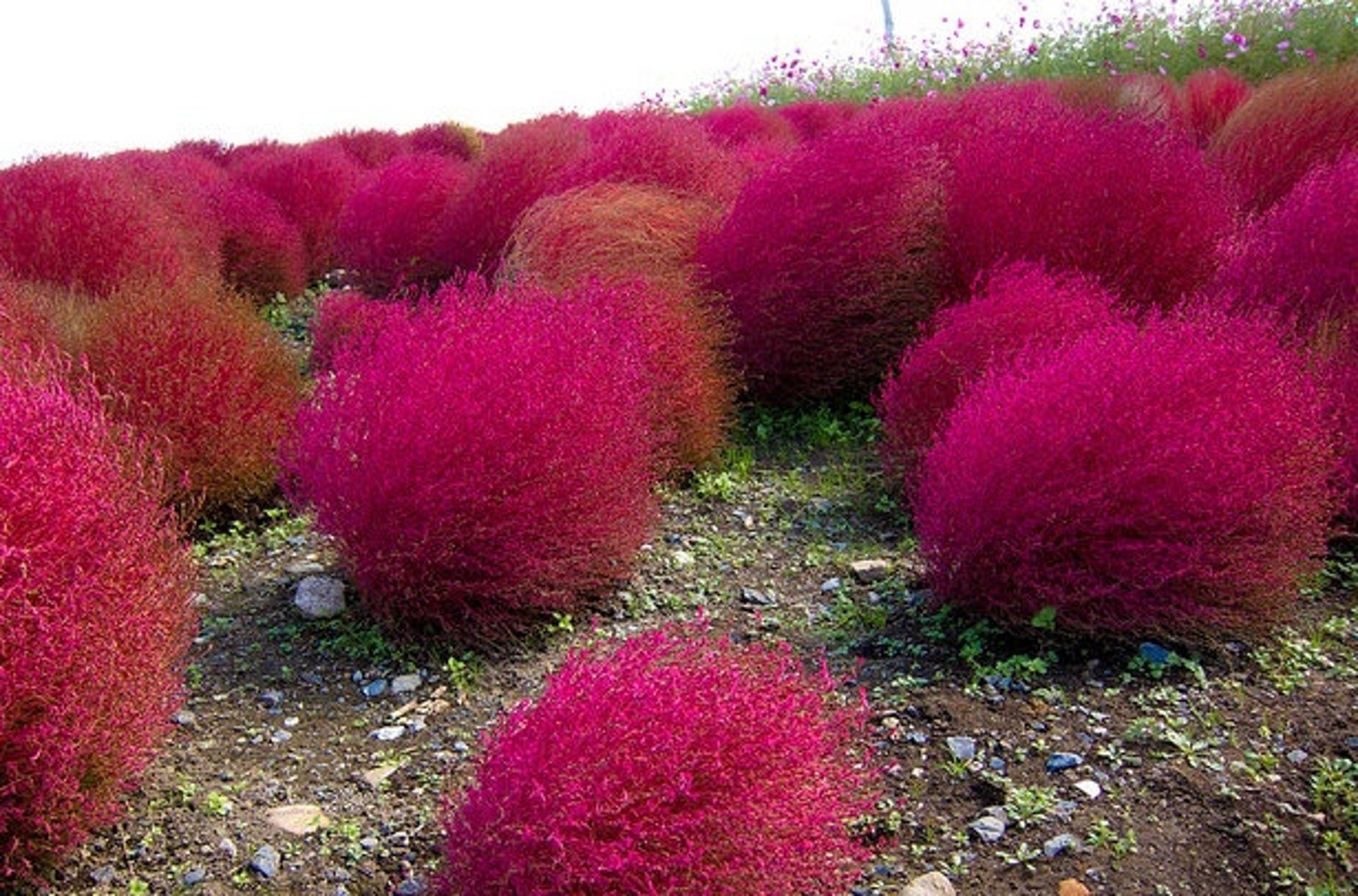 Kochia Scoparia trichophylla