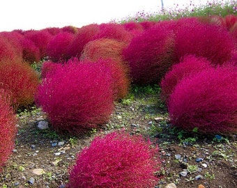 KOCHIA SCOPARIA (1200 SEEDS)