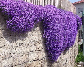 AUBRETIA ROYAL VIOLETT (600 Samen) Staude