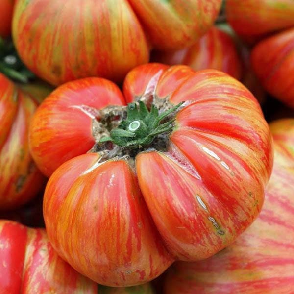 thumbnail image 2 of 25+ Hillbilly Tomato Seeds- Large, Beefsteak Tomatoes Feature 2 of 14