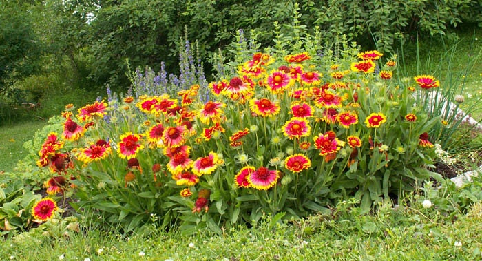 Blanketflower enano Bicolor 300 semillas-Gaillardia residuos-Perenne Flor 