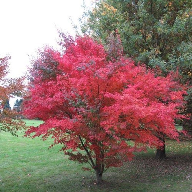 ACER PALMATUM ATROPURPUREUM Blood Leaf Japanese Maple 15 seeds image 2