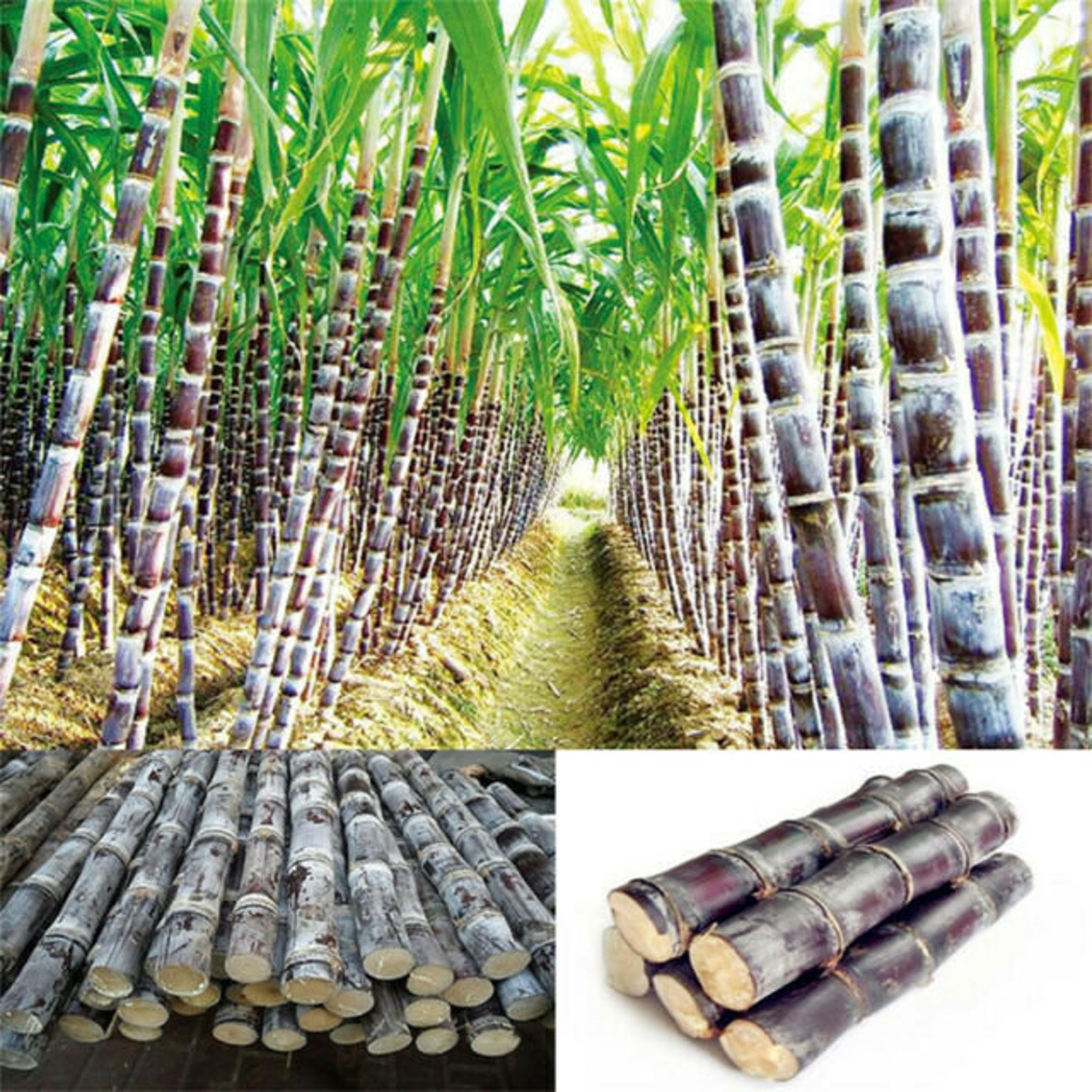 Рубщик сахарного тростника 8. Сахарный тростник в Китае. Сахарный тростник Ямайка. Сахарный тростник культивируемый. Маврикий сахарный тростник.