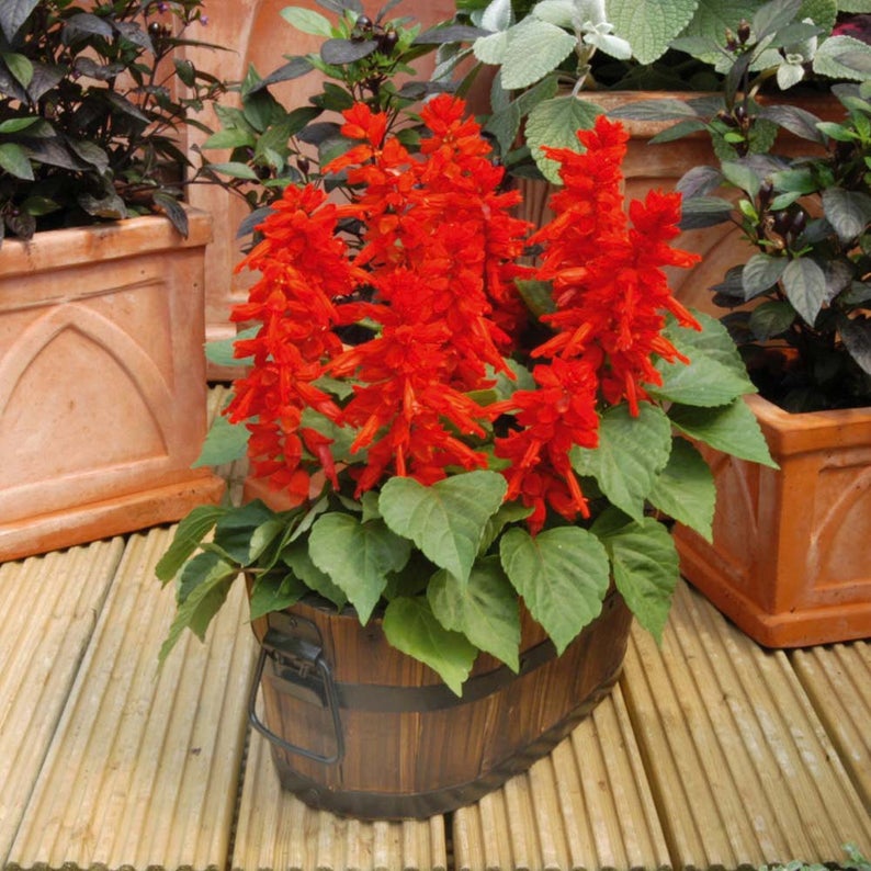 Sage Scarlet Red Salvia splendens 160 SEEDS Etsy
