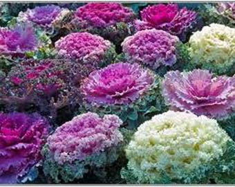 CABBAGE ORNAMENTAL MIX - Brassica Oleracea (300 seeds)