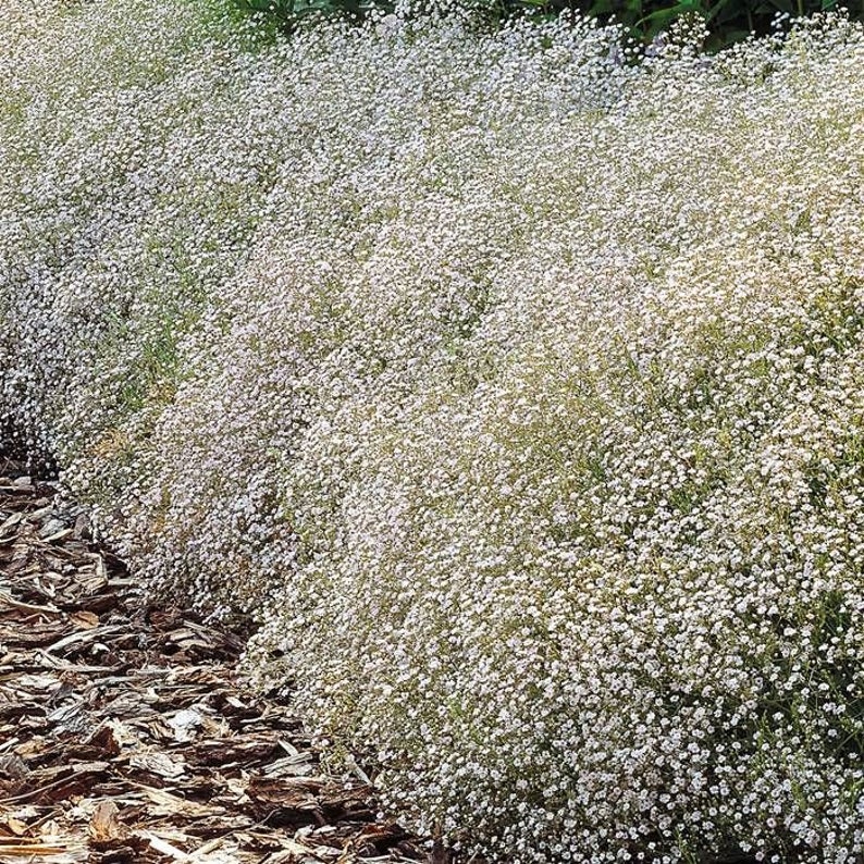 GYPSOPHILA PANICULATA Baby's Breath 'Snowflake' 600 seeds Perennial flower image 3