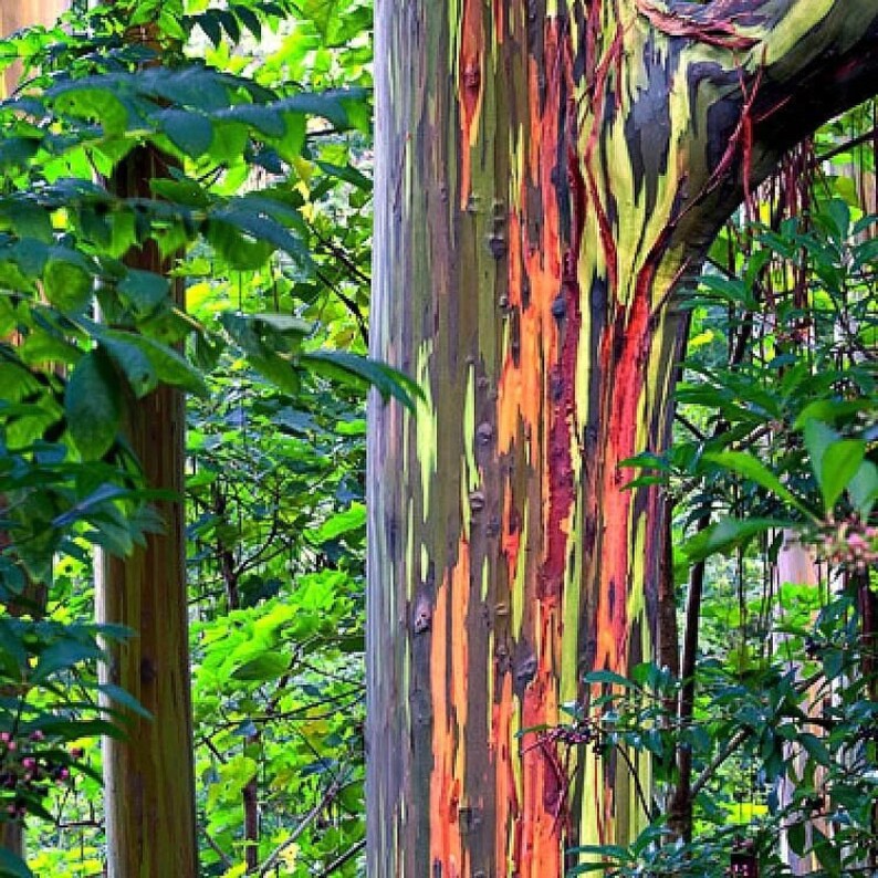 Eucalyptus Deglupta Rainbow Eucalyptus Tree 100 Seeds Etsy
