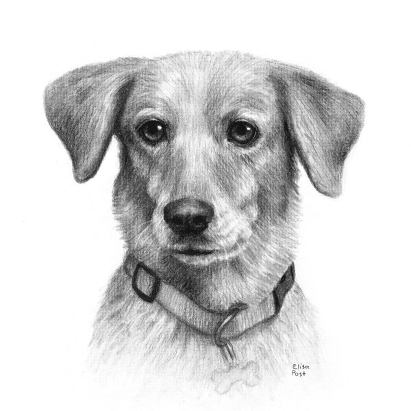 Dog Portrait Drawing, Dog Drawing Custom, Custom Pet Drawing, Drawing Of Dog, Dog Lover Gift, Charcoal Drawing, Pet Memorial, Pet Portrait