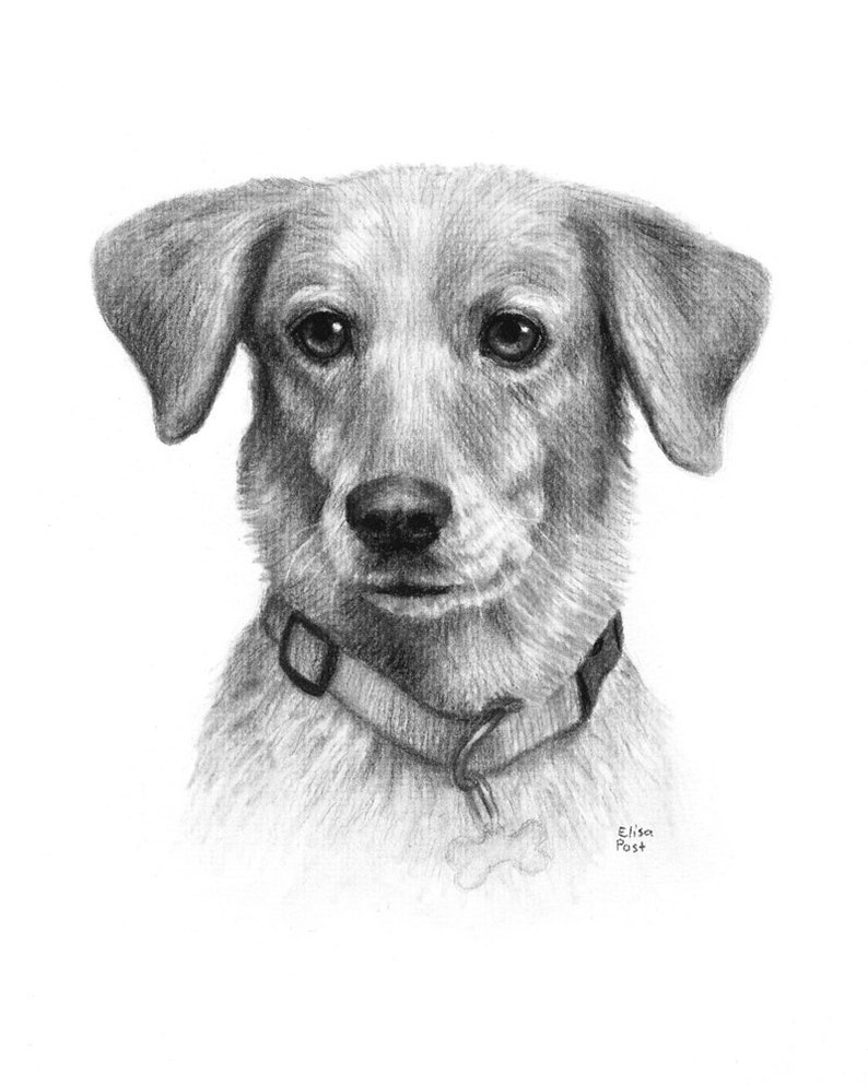 dog sketch