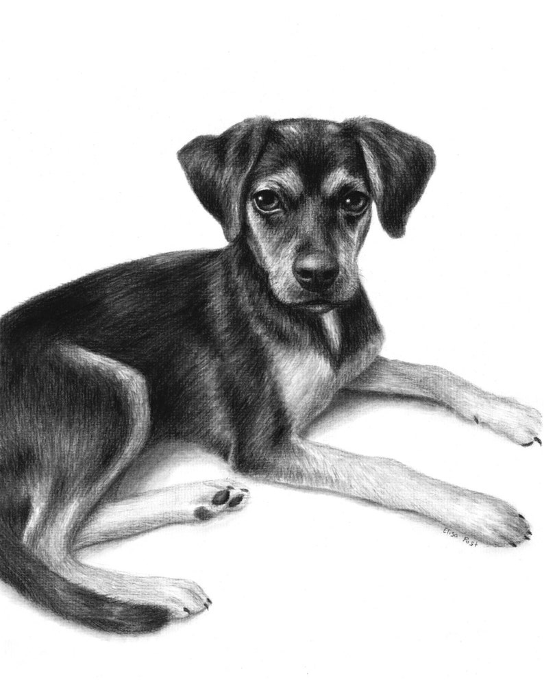 Custom dog drawing in charcoal from your photo / Hand