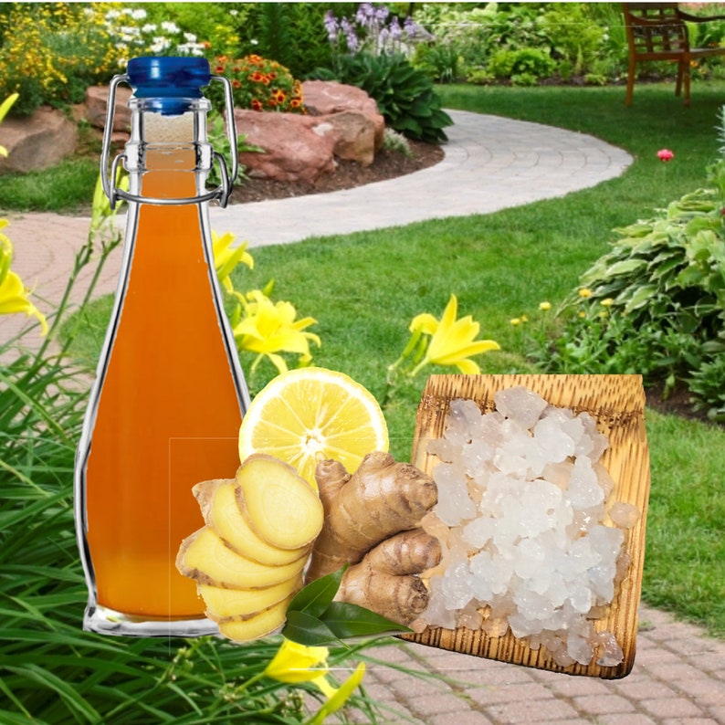 Ginger Beer Plant Culture Starter Etsy