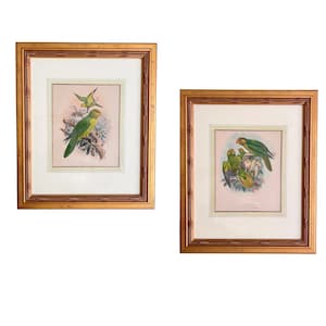 Pair of Framed Tropical Lory Bird prints, PSITTEUTELES species: Meyer, Bonthainensis & Euteles Lorries aka Parrots. Published by R.H. Porter