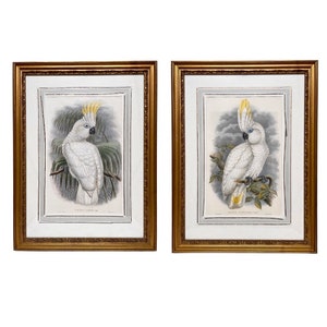 Framed Gilt Pair of Cacatua Tritons, aka Triton Cockatoos [Pl. 44 & 45] lithos from &quot;The birds of New Guinea...&quot; by John Gould 1886
