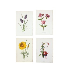 Botanical Antique Prints, 4 British Floral Prints, Flower Chromolithographs Published Circa 1880, London for Book &quot;Familiar Garden Flowers&quot;