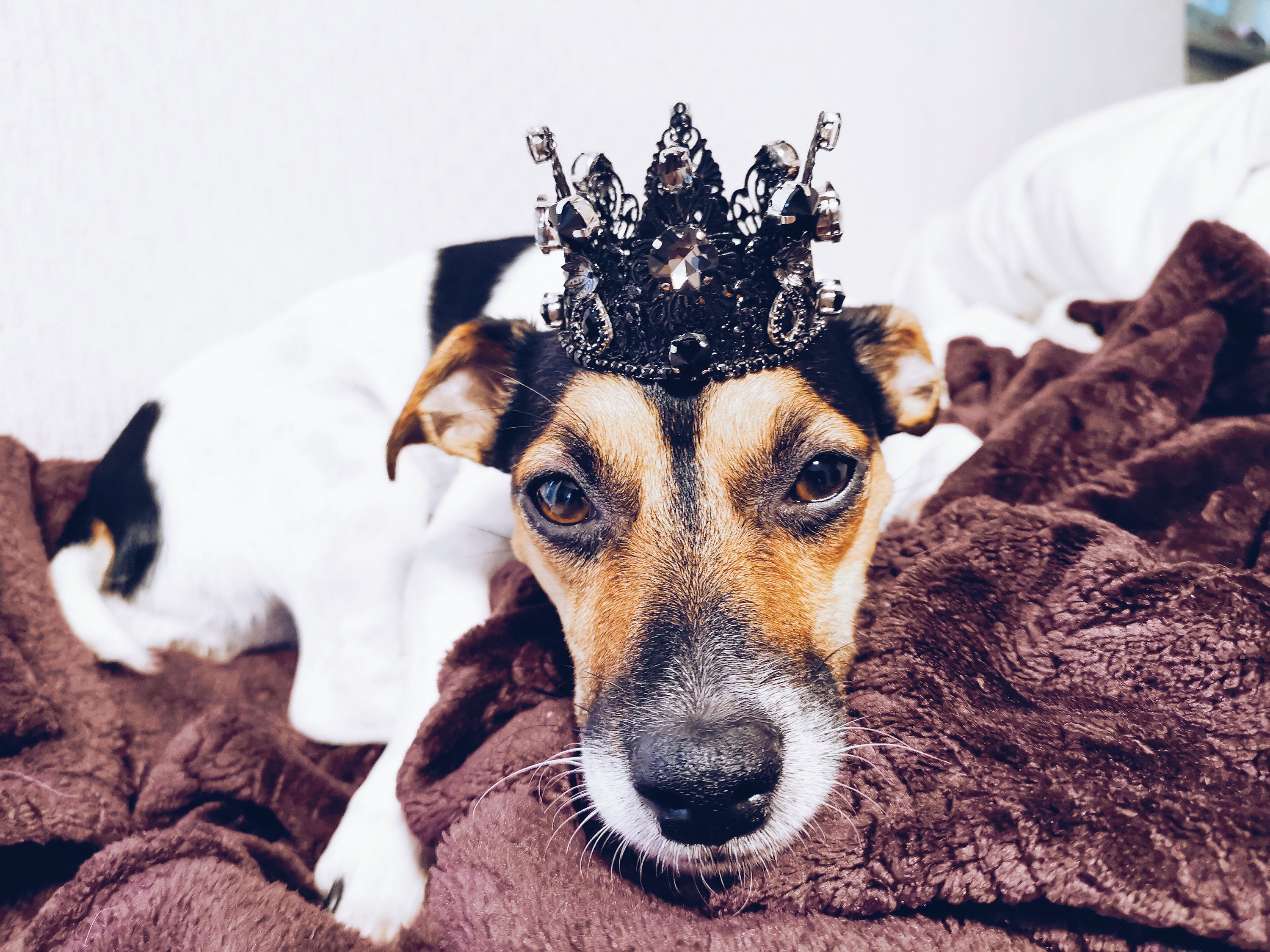 Crown Tiara for Animal Crown for Dog Crown for Cat Ultra Etsy