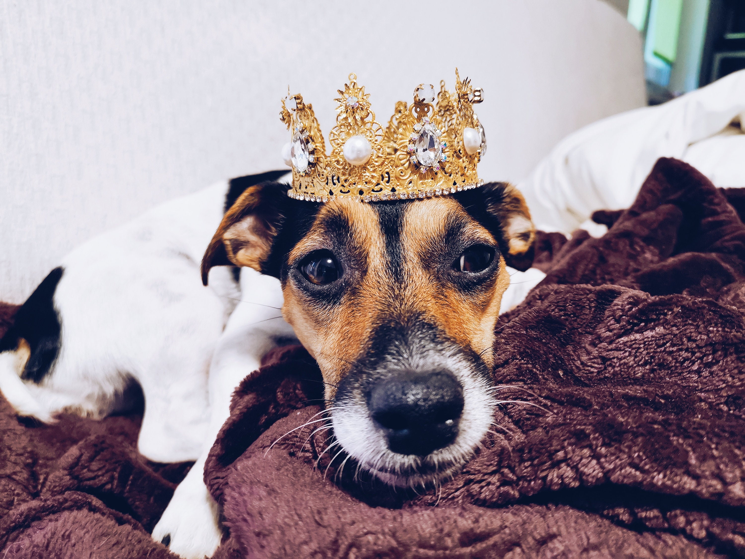 dog tiara