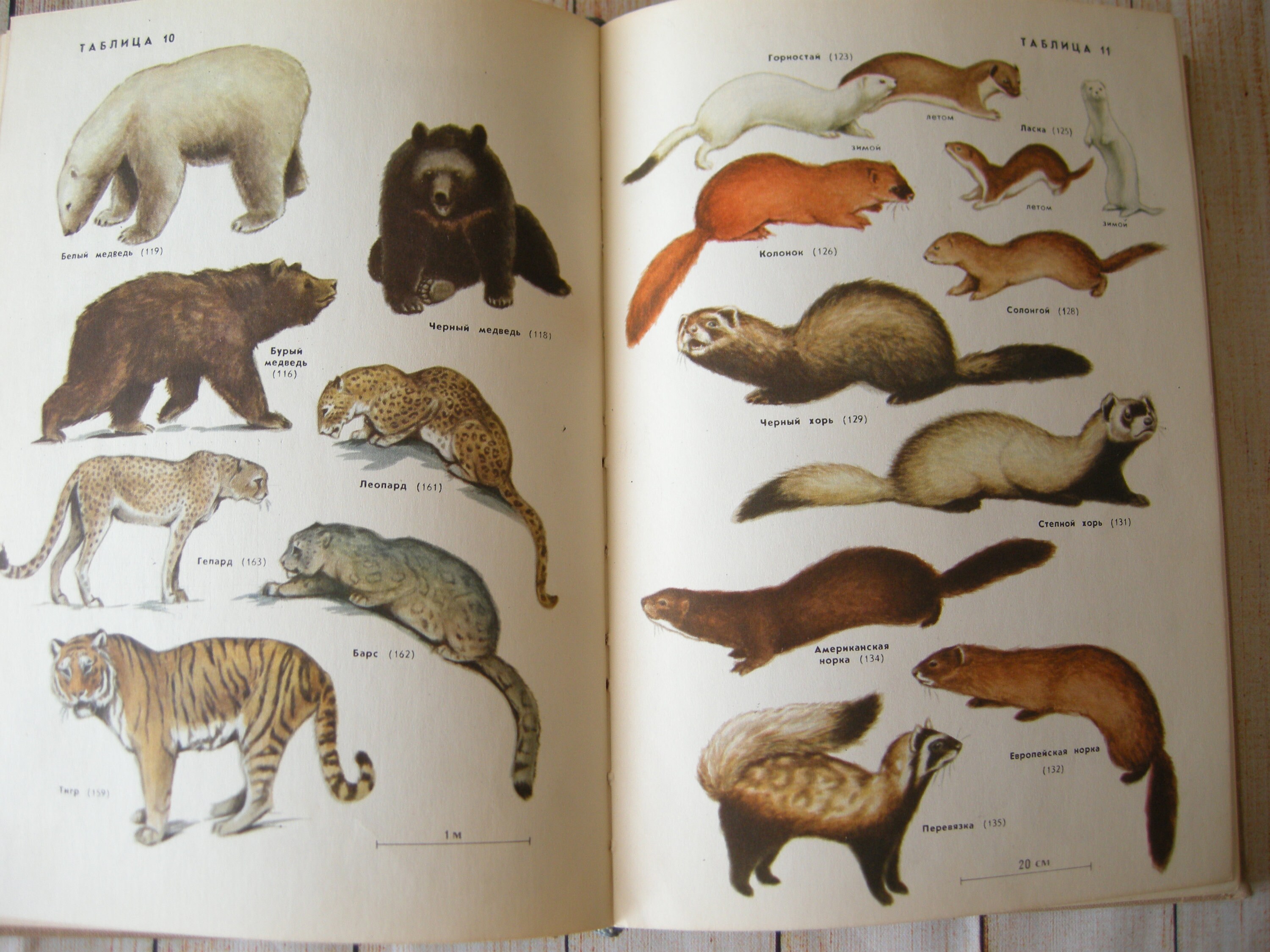 Mammal animal book Illustrated book Mammal beast book with | Etsy