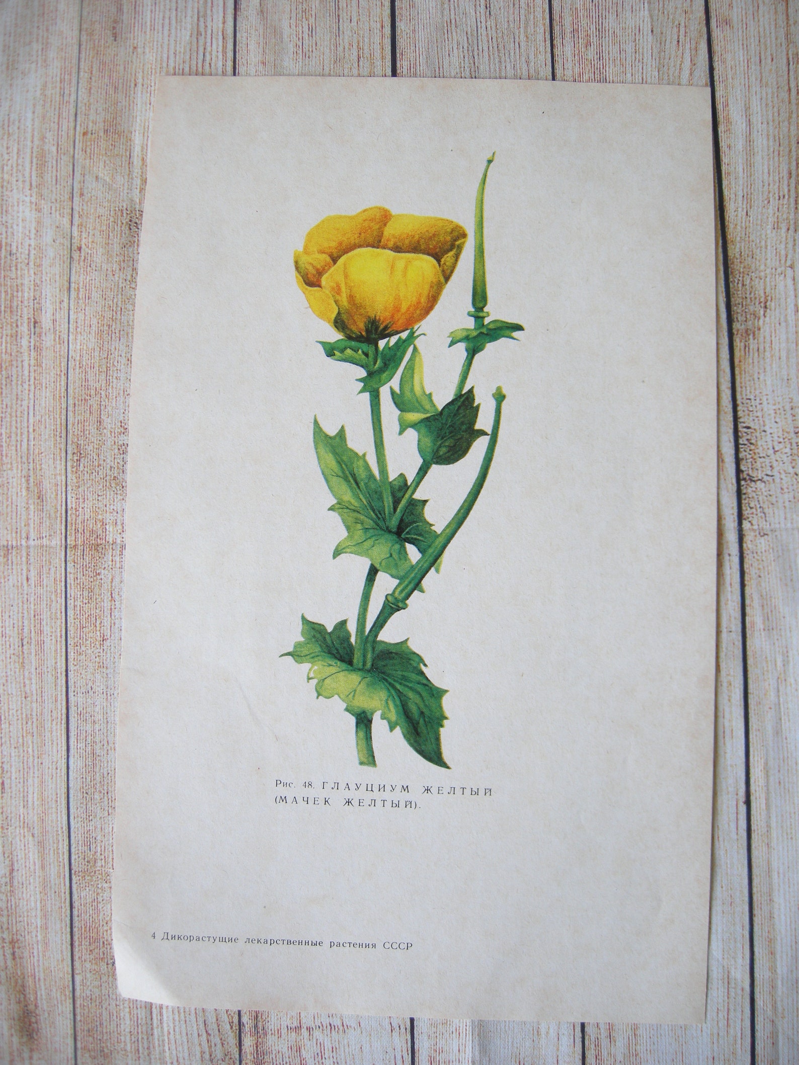 Wild Yellow Flowers prints Set of 35 vintage botany book pages Etsy