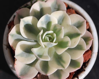Echeveria Subsessilis Variegata ~ Variegated Rare Korean Succulent