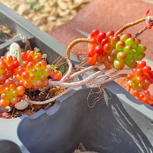 live succulent-  'Sedum rubrotinctum' Redberry' 3-3.5inch