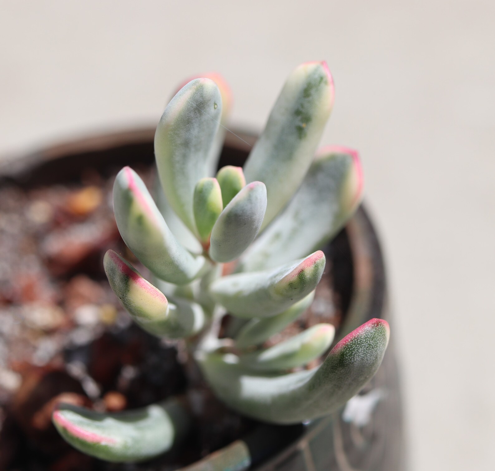 RARE Cotyledon orbiculata cv f. variegata korea succulent ...