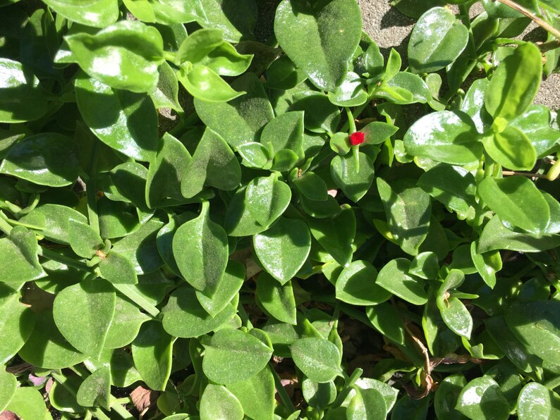 15pcs cuttings Red Apple Ice Plant Aptenia cordifolia