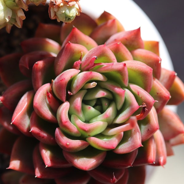 Echeveria Pink Champagne 2.5-3.5 inch Rare Korean Succulent 香槟