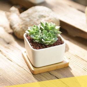 3.5inch White ceramic square Succulent planter with bamboo saucer have a drainage hole 3.5inch