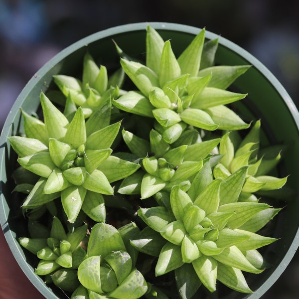 Haworthia cooperi Boulangerie 4 pouces