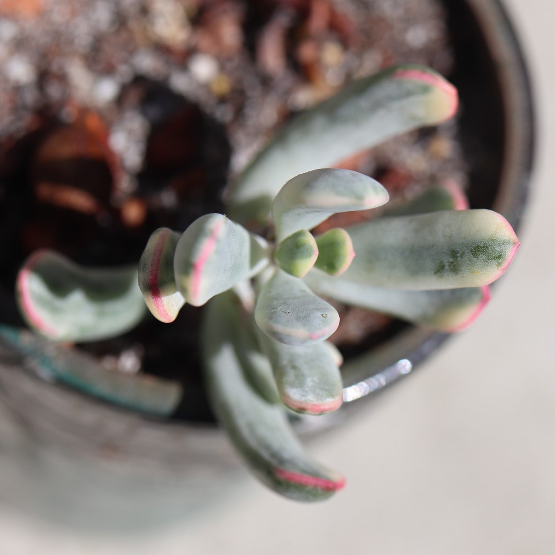 RARE Cotyledon orbiculata cv f. variegata korea succulent ...