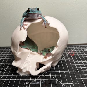 May include: Three green and blue frogs sitting inside a white ceramic skull. The skull is cracked open and the frogs are looking out of the opening.