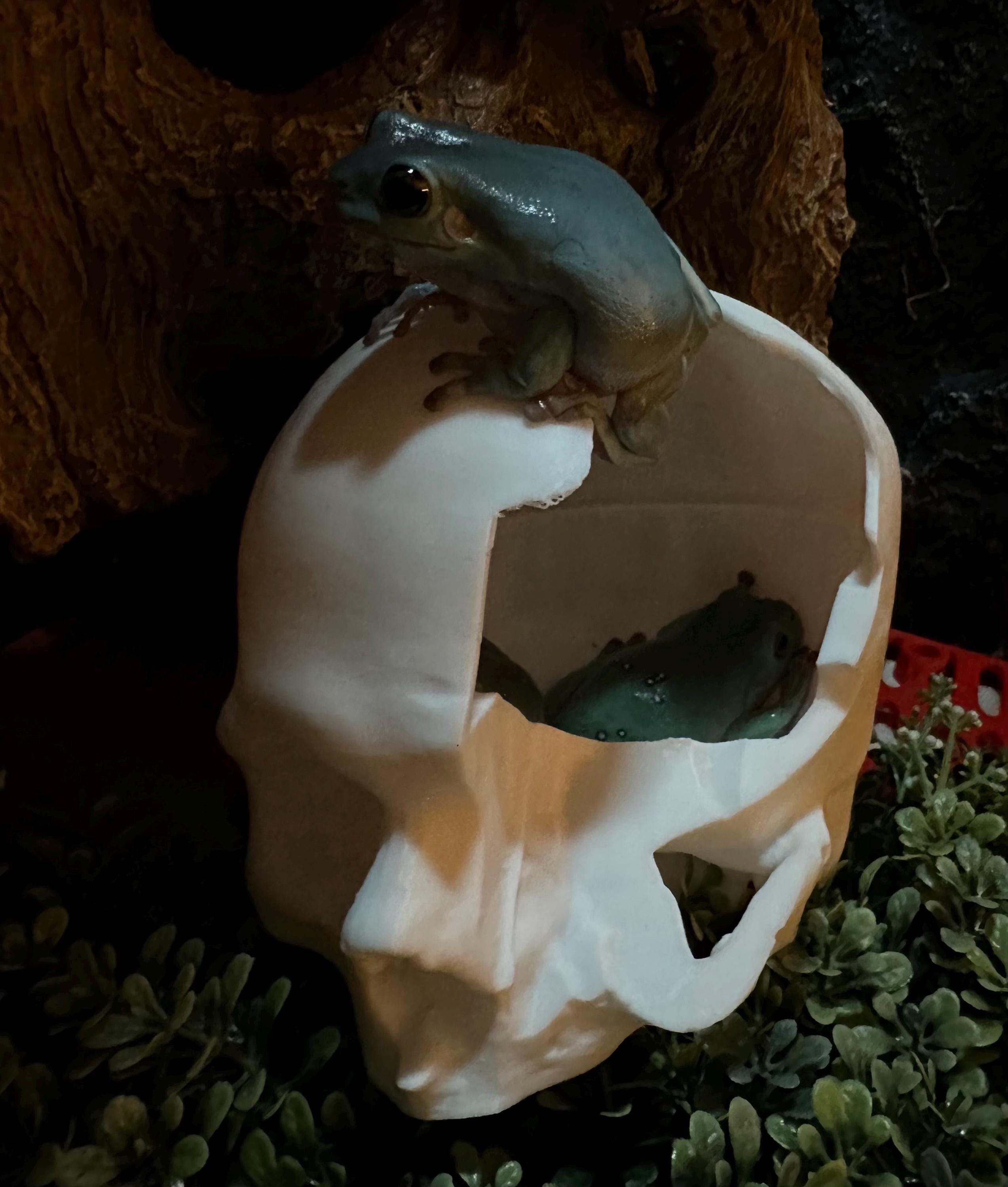 The Frogio - Hollow Skull - 3d Printed - Frog Hide - Etsy
