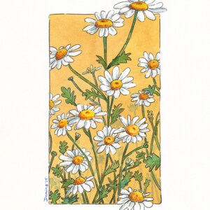 Daisy Color Window Watercolor Print