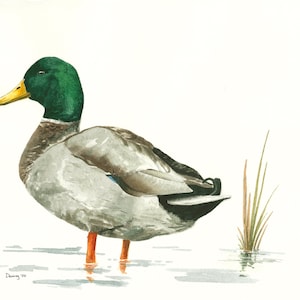 Mallard Watercolor Print