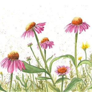 Coneflower Study Watercolor Print - Etsy
