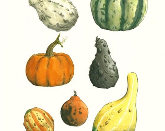 Autumn Gourds Watercolor Print