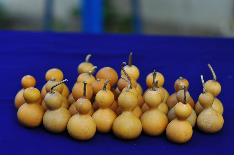 Vintage Dried Gourds Vintage Dried Calabash Old Gourds tall Etsy