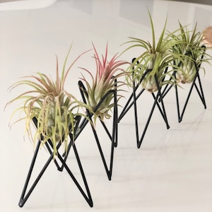 Black Metal Air Plant Holder Set: Xerographica Display, Modern Home Decor