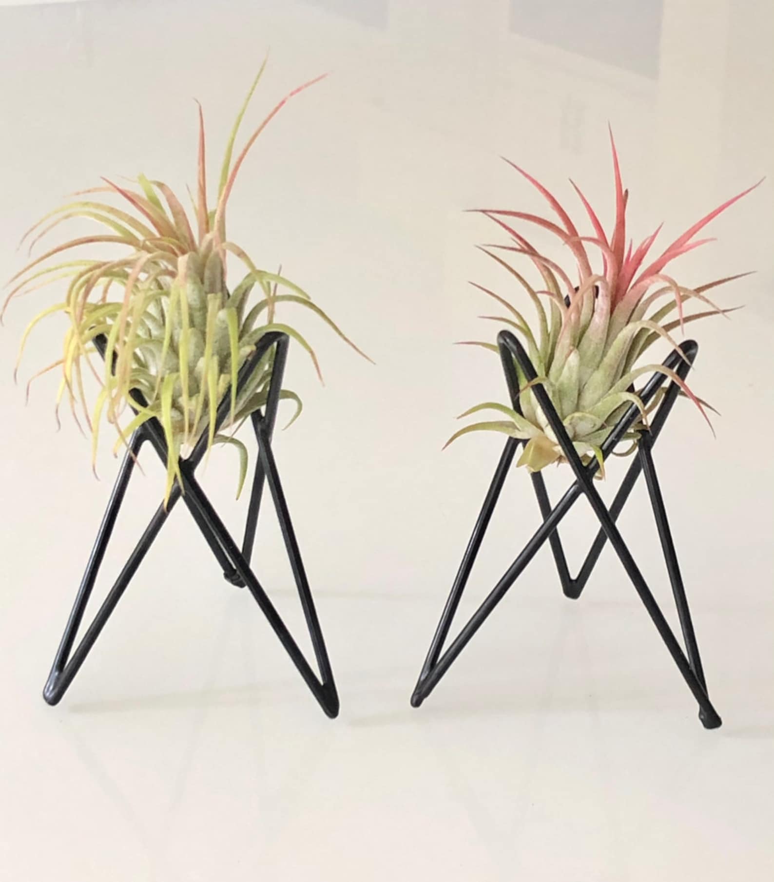 Pack of 4 Large Air Plant Holders Wire Black Metal Pots for Etsy