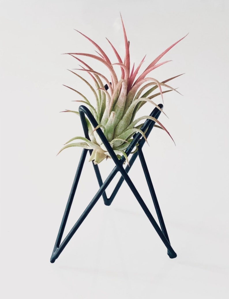 Pack of 4 Large Air Plant Holders Wire Black Metal Pots for Etsy