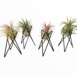 Pack of 4 Large Air Plant Holders - Wire Black Metal Pots for Live Air Plants Holders to Display Xerographica Air Plant As Well As A Holder