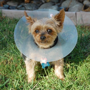 Comfort Disk Pet Collar