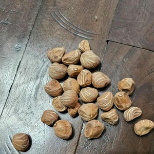 Money tree seeds