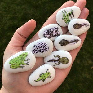 Lifecycle, Frog, Story Stones, Stones, Tale, Pebbles, Story Sack, Educational, Teacher Resources, Montessori, Life Cycle, Tadpole