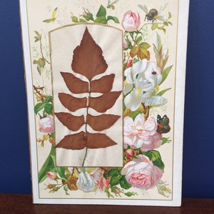 Antique 1866 Botanical Pressed specimen from Herbarium, Adiantum macrophyllum, Maidenhair fern