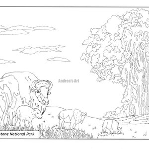 Yellowstone National Park with Buffalo Cow & Calf