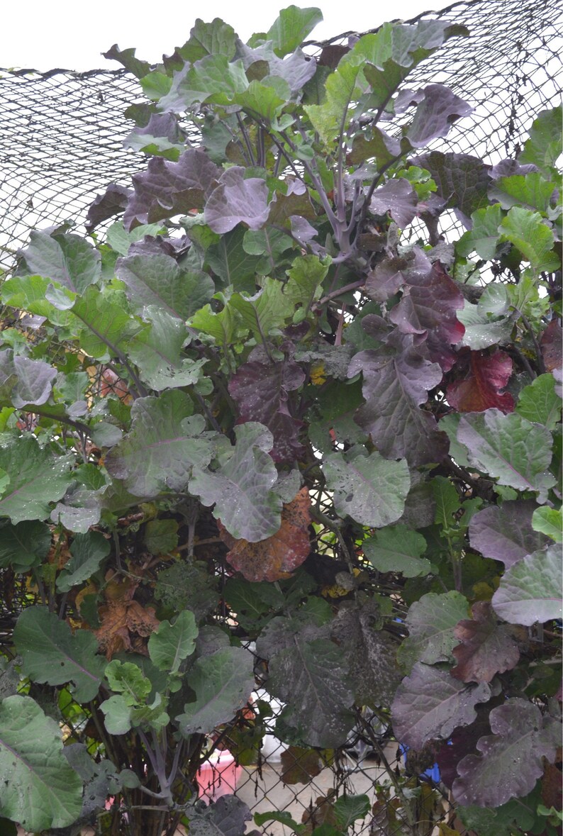 purple tree collards purple tree collards
