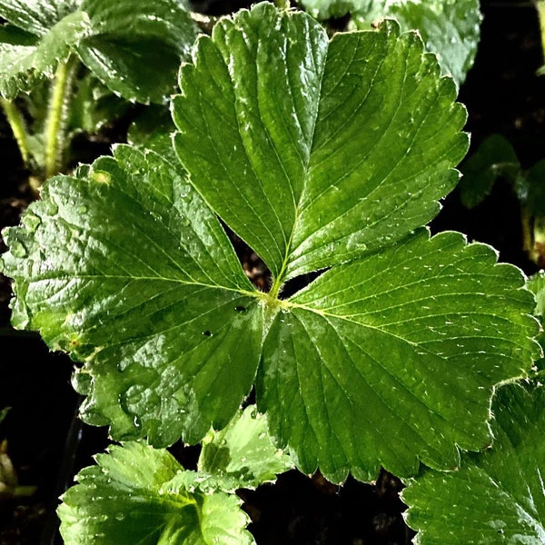 ORGANIC STRAWBERRY plants Albion The Absolute BEST tasting large berries (Everbearing)