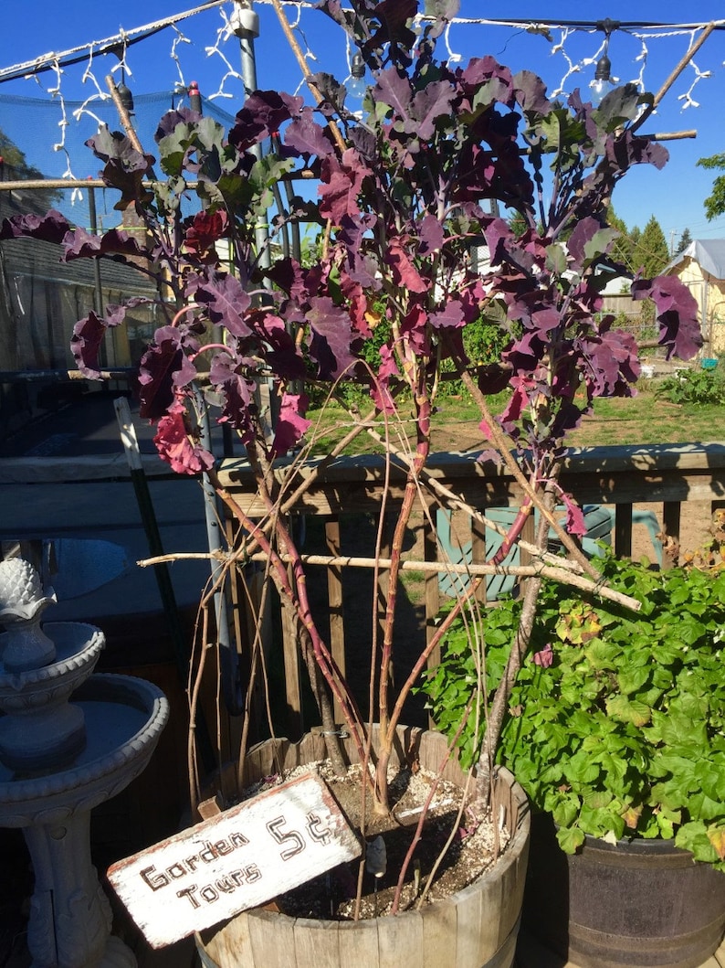Organic Purple Tree Collard Perennial kale Etsy
